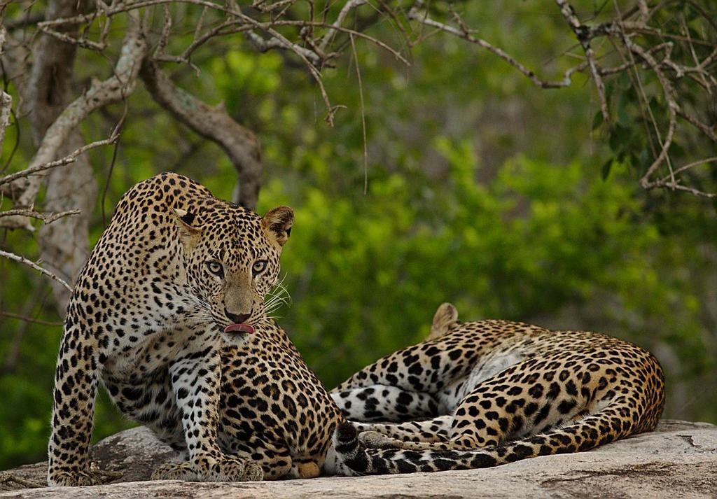 Naturehawks Safari Villa تيساماهاراما المظهر الخارجي الصورة